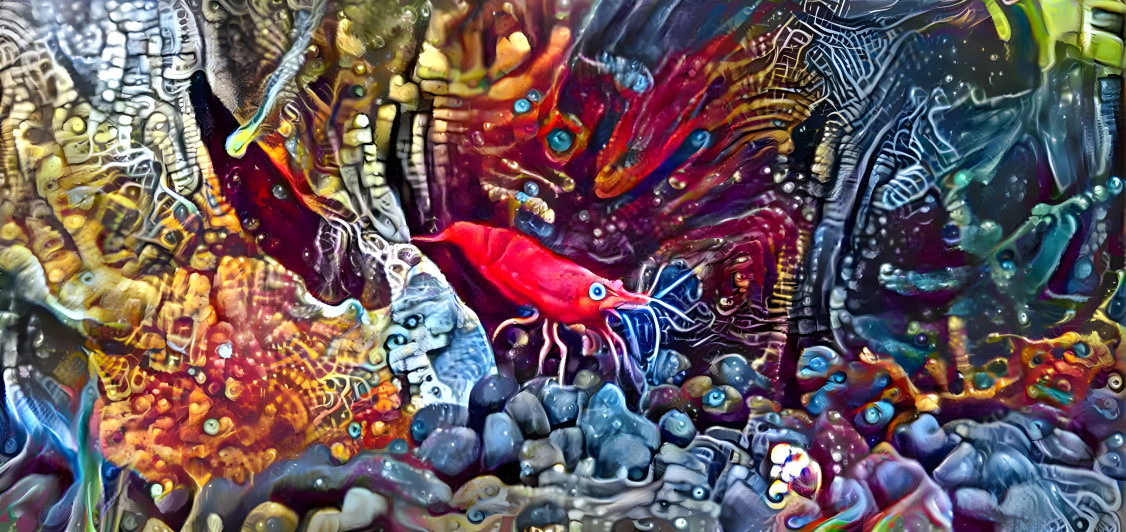 Shrimp Life