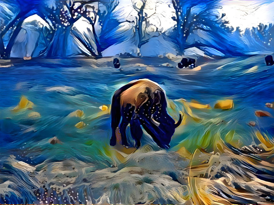 bison ocean