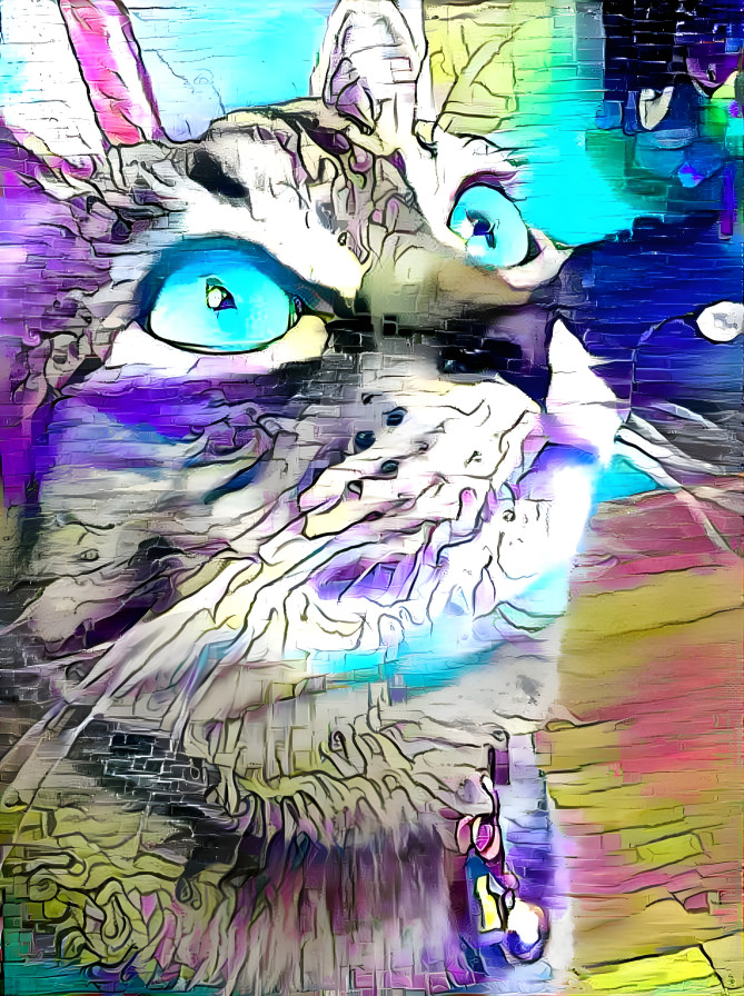 In a meow state of mind