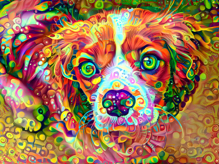 Colored dog