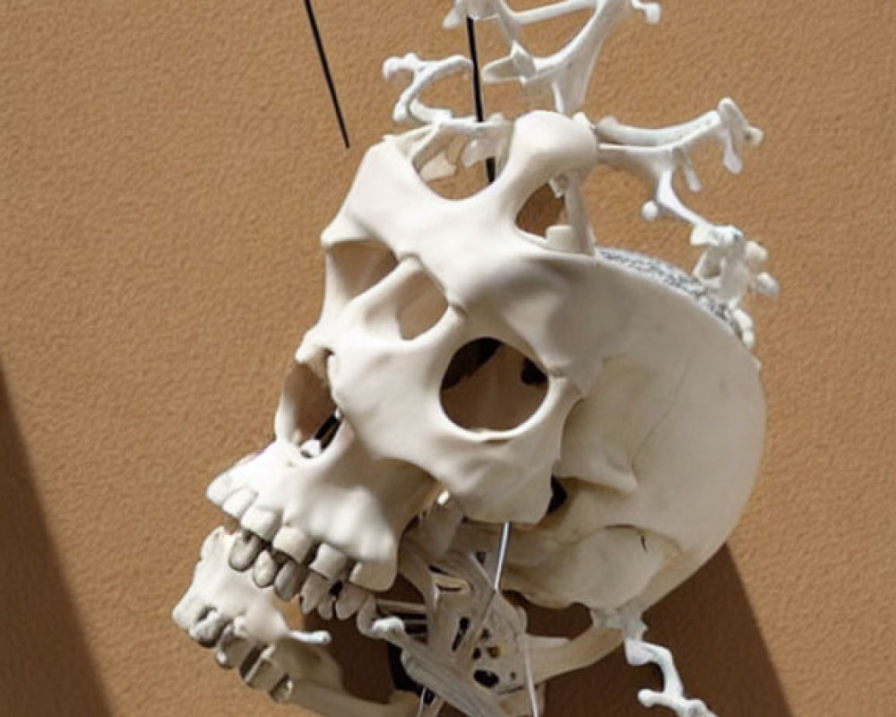 Unique White Skull Skeleton Wall Clock Design