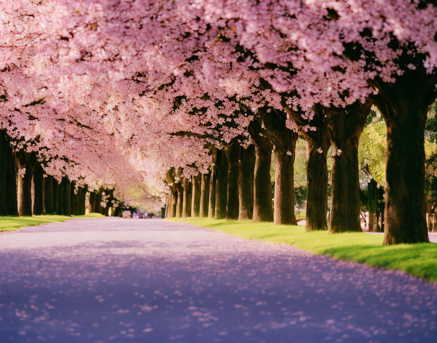 Scenic alley with blooming cherry blossom trees and sunlight glow