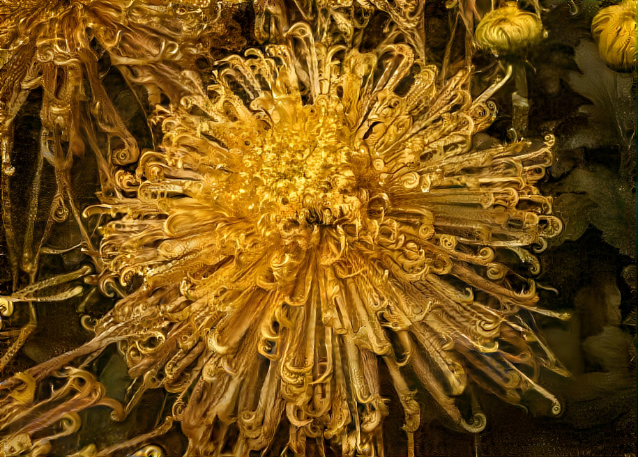 Chinese Chrysanthemum