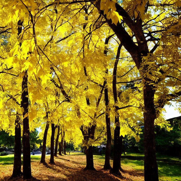 Golden-yellow autumn leaves under sunlight in vibrant scene