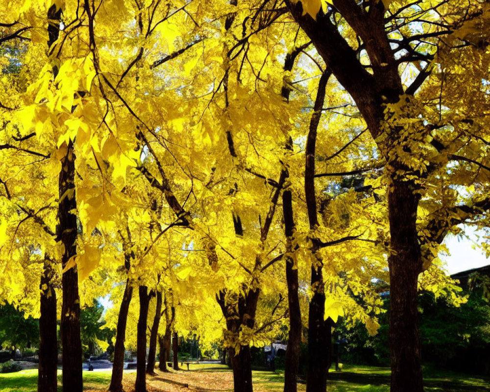 Golden-yellow autumn leaves under sunlight in vibrant scene