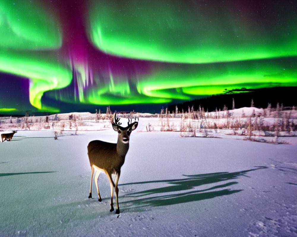 Deer in Snowy Landscape at Night with Aurora Borealis