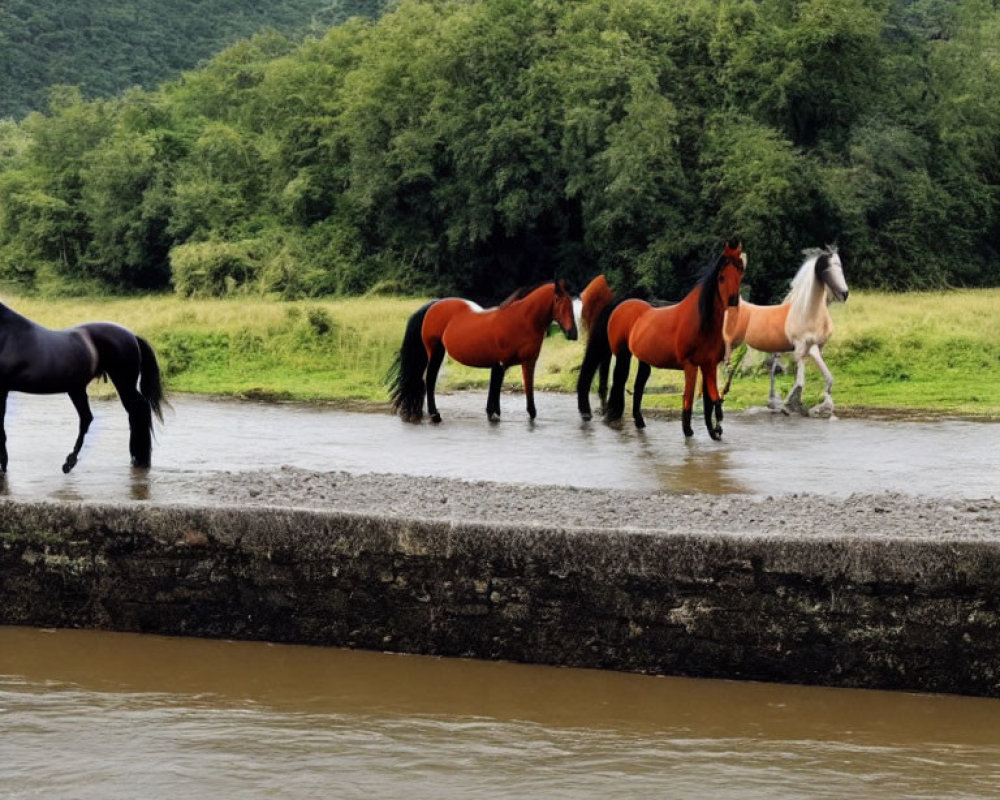 Group of colorful horses in shallow river with green hills