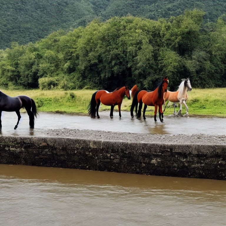 Group of colorful horses in shallow river with green hills