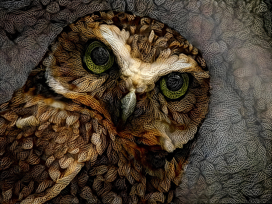 Owl #s1