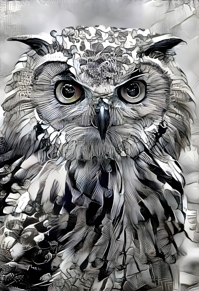 The owl #s3