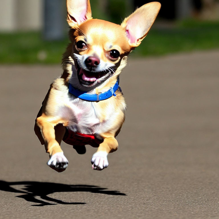 Joyful Chihuahua in Blue Collar Leaping on Sunlit Pavement