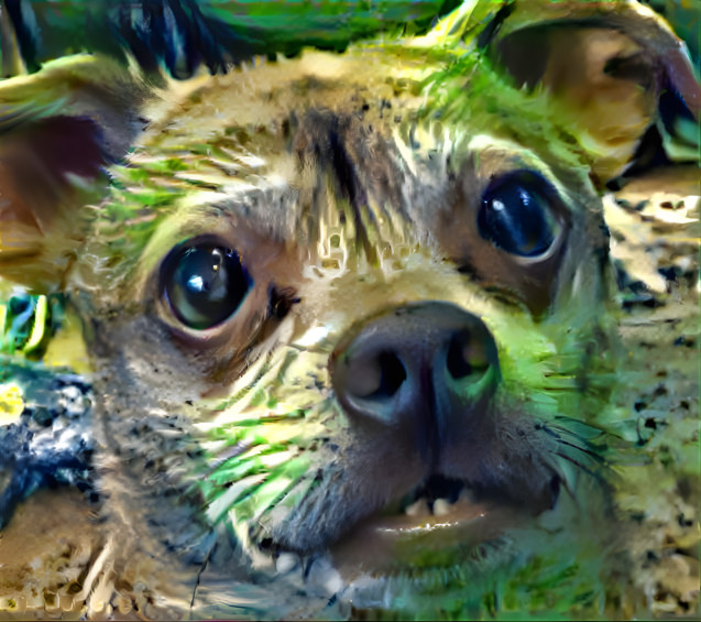 Kito Swamp Dog