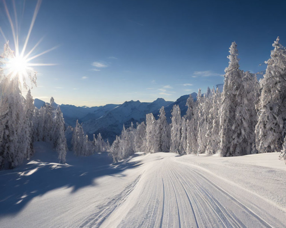 Winter scene: Ski track through snowy forest under clear sky