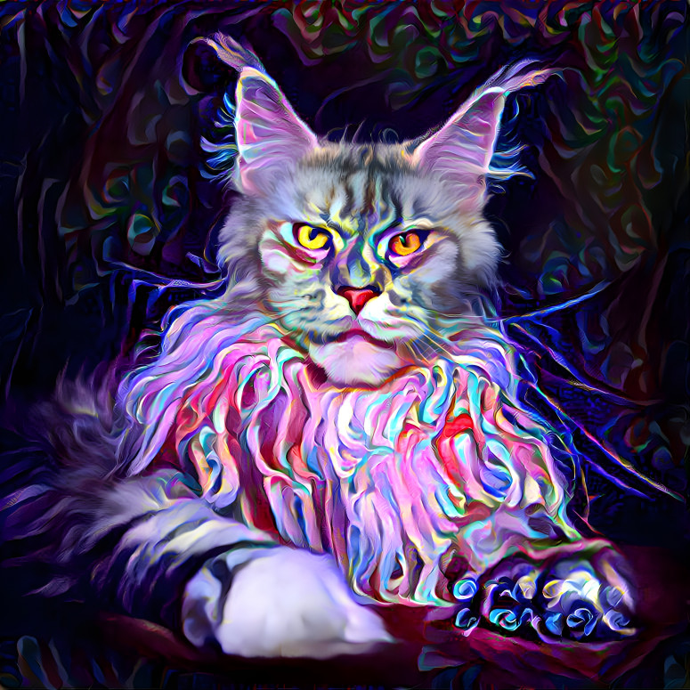 Colourful Maine Coon