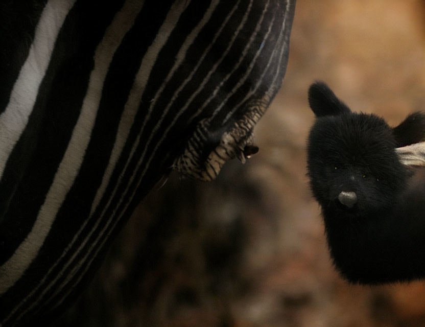 Black bear observing striped zebra in close-up