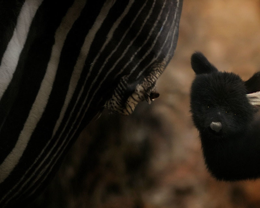 Black bear observing striped zebra in close-up