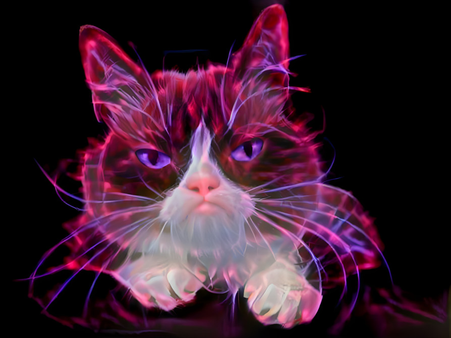 Plasma Grumpy Cat