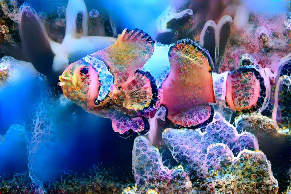 Coral Clown Fish