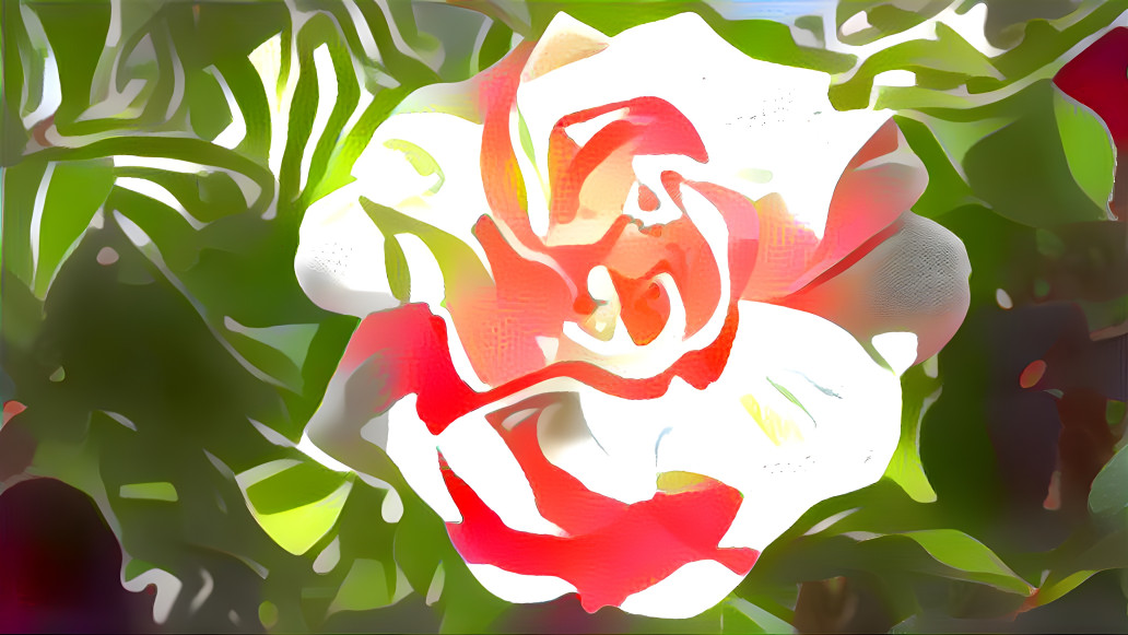 An Hawaian's rose