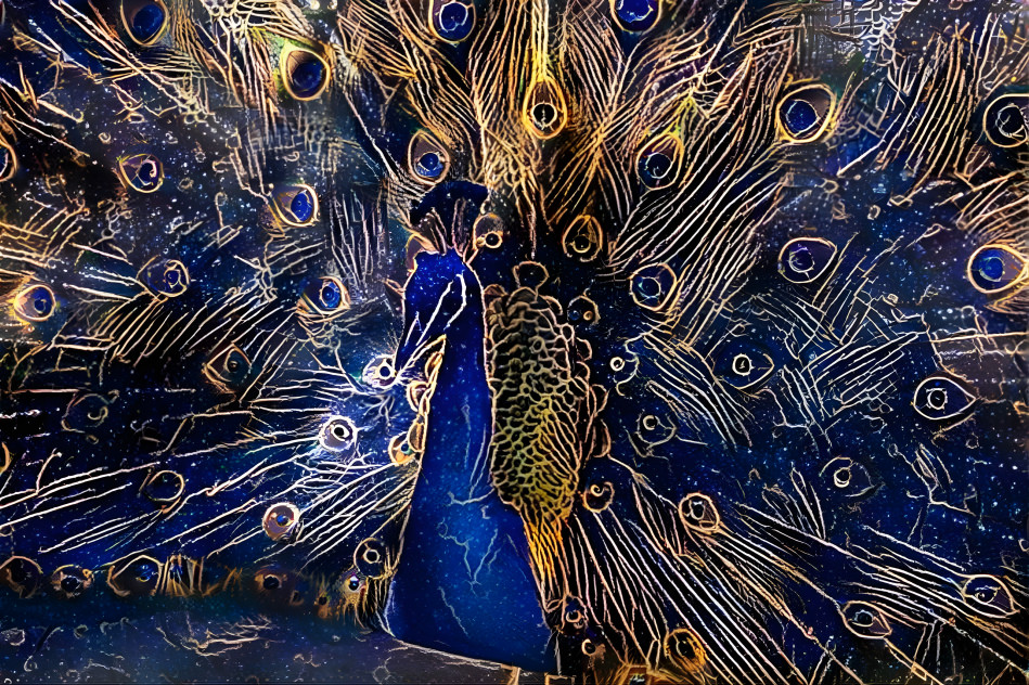 Majestic Peacock 