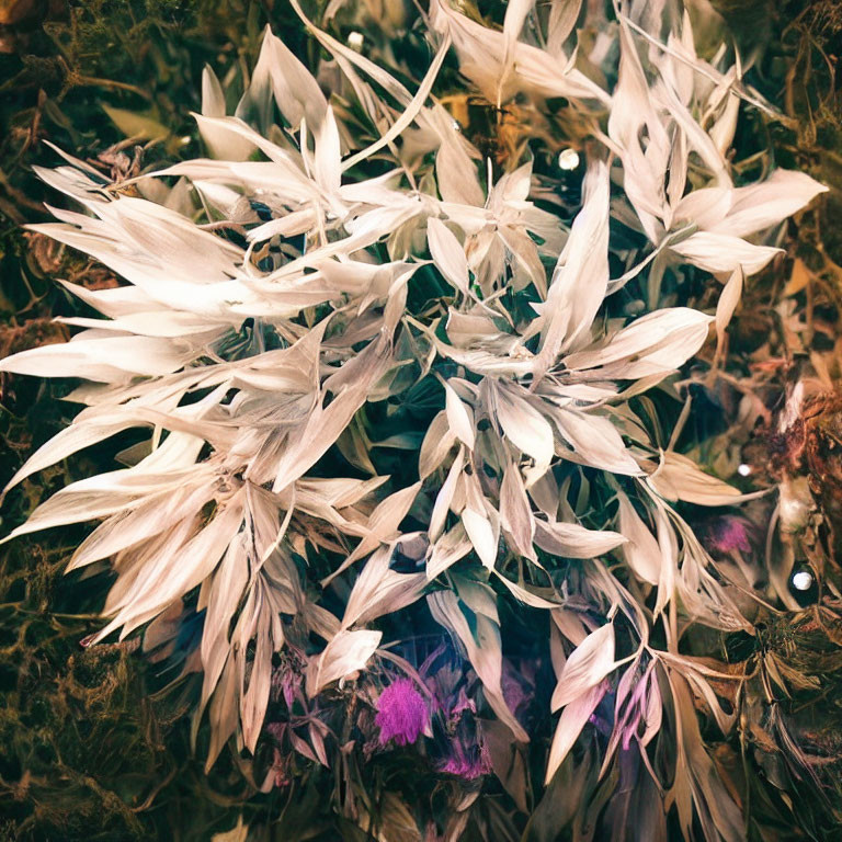 Cream-colored Leaves with Purple Foliage on Dark Background