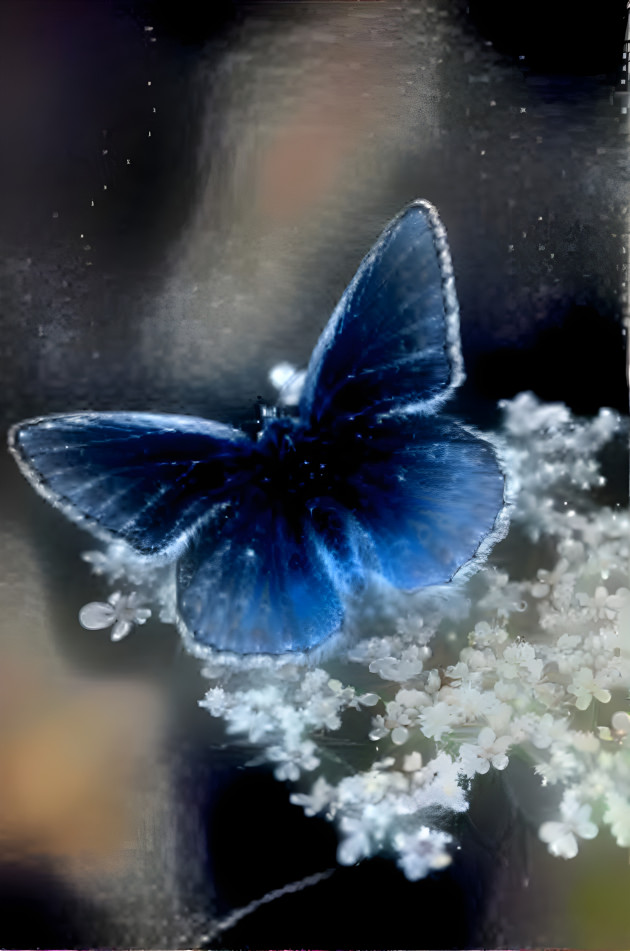Starry butterfly 