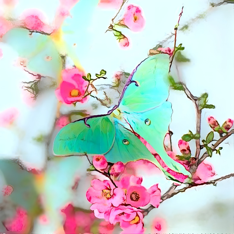 Luna Moth on Cherry Blossoms 