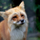 Alert red fox with bushy tail in natural setting