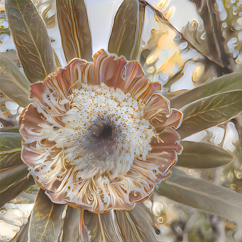 Pearlised protea