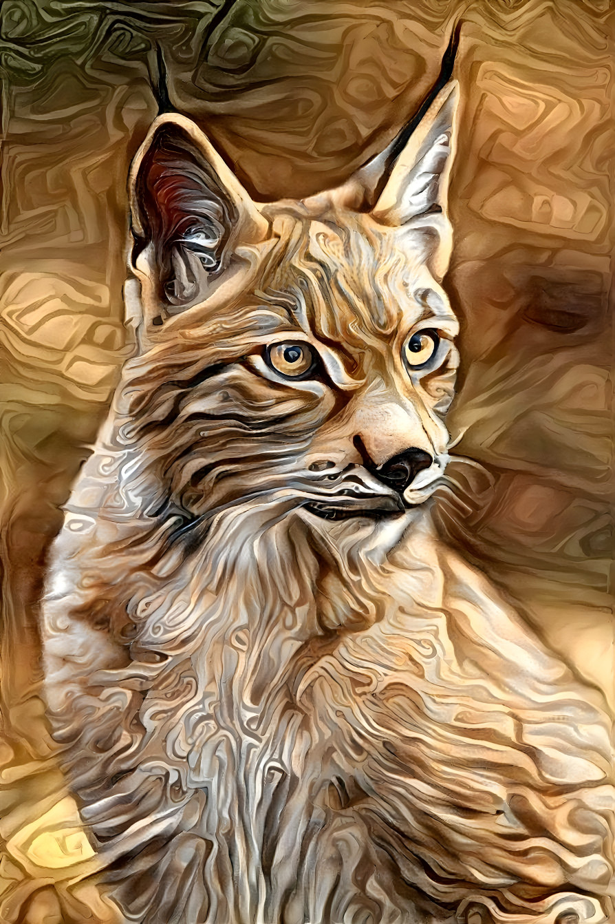 Lynx cat