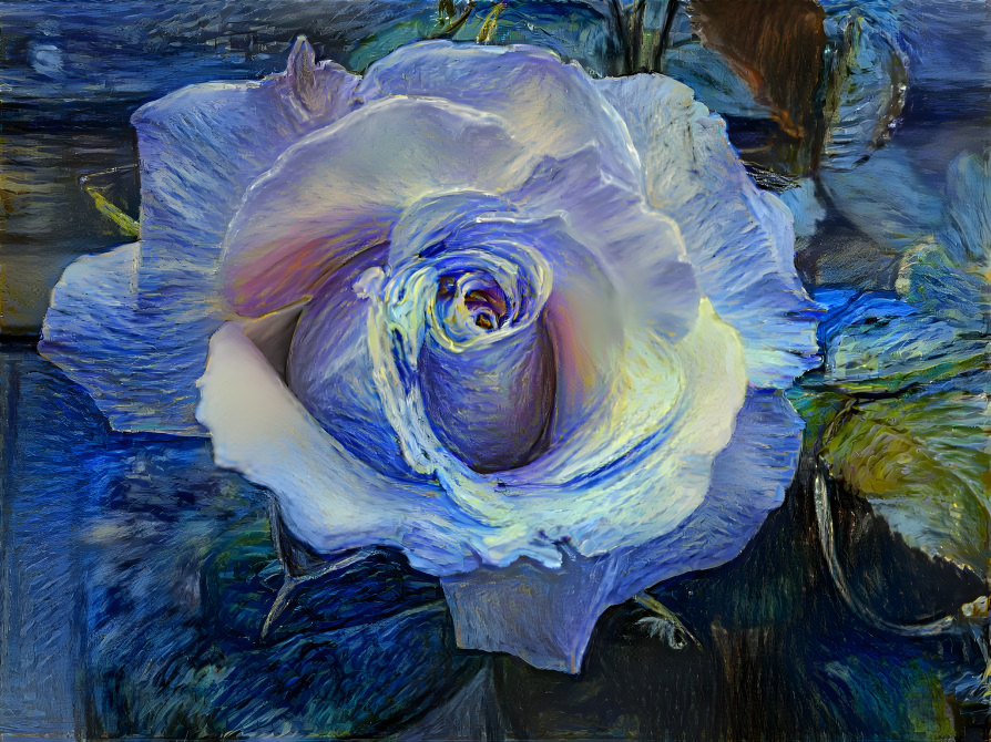 Starry Night Rose
