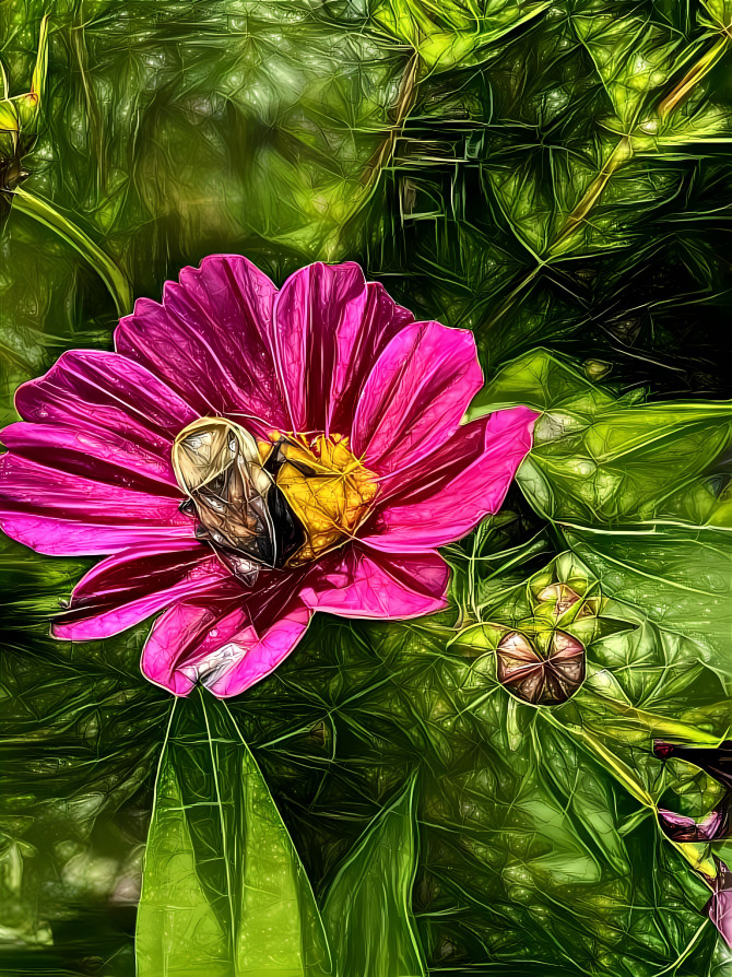 Garden Cosmos and Bumble Bee