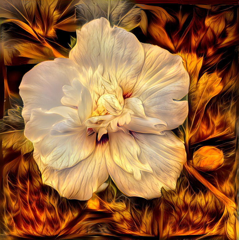 Rose of Sharon on fire
