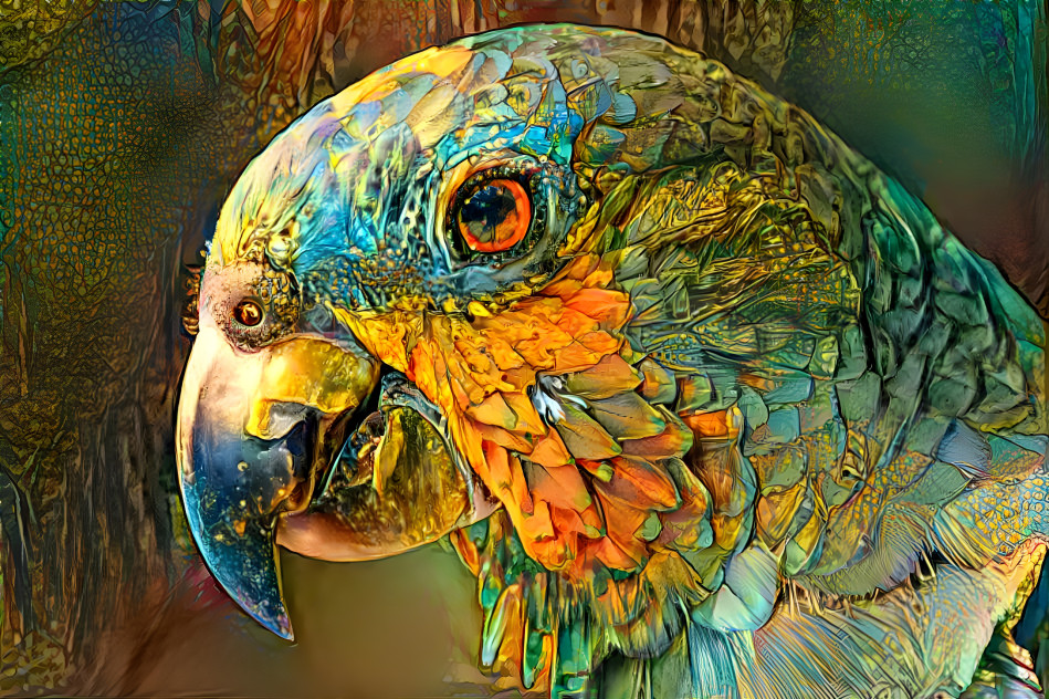 A parrots eye...