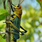 Metallic Green and Gold Beetle on Vertical Leaf with Soft-Focus Green Background