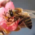 Detailed Metallic Bee Model on Pink Flower with Blurred Background