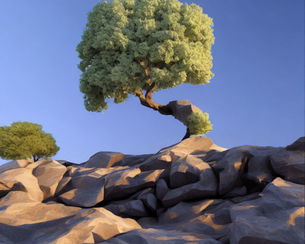 Thick Canopy Tree Leaning Over Rocky Terrain
