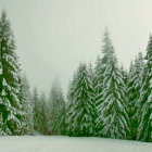Person in white winter clothing blends into snowy pine forest landscape