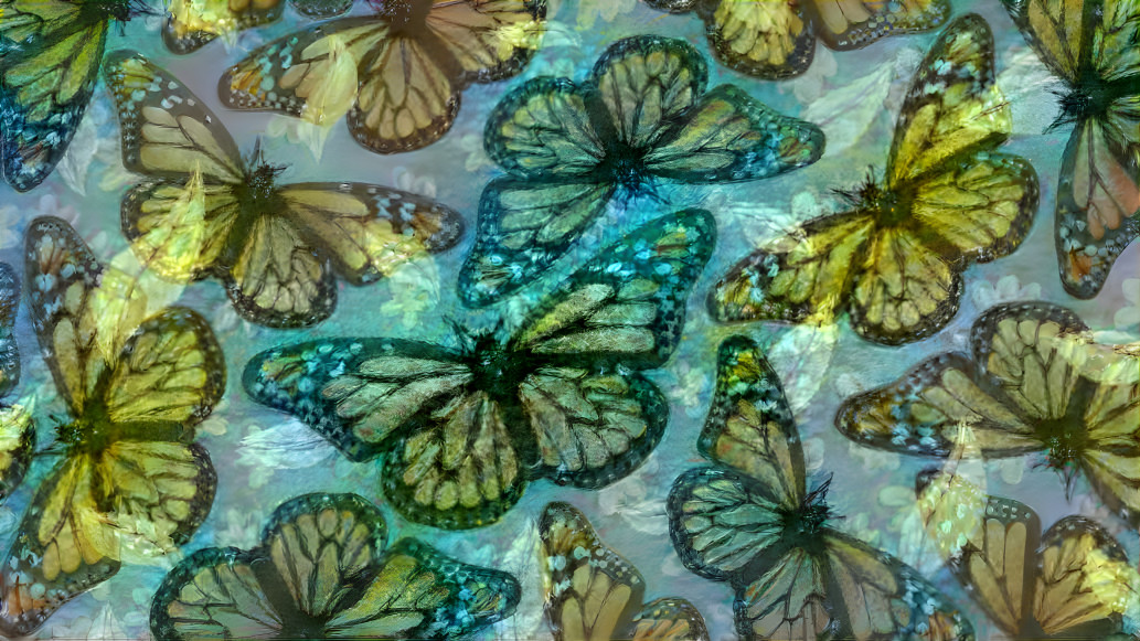Papillons monarques avec de belles ailes