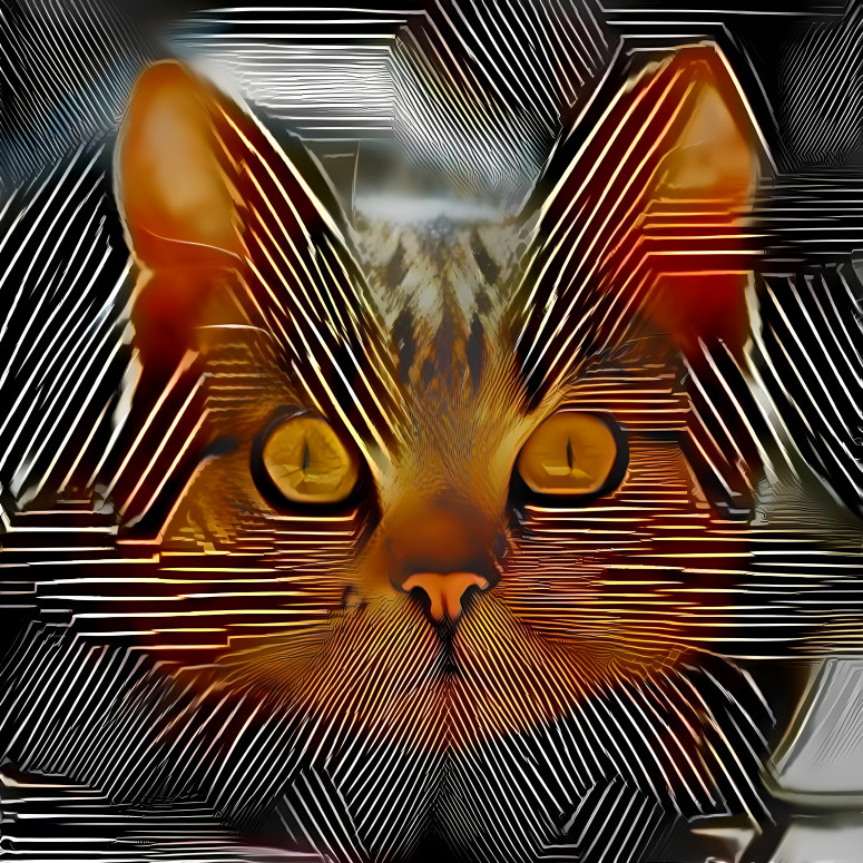 Manu Goulet's cat in a maze