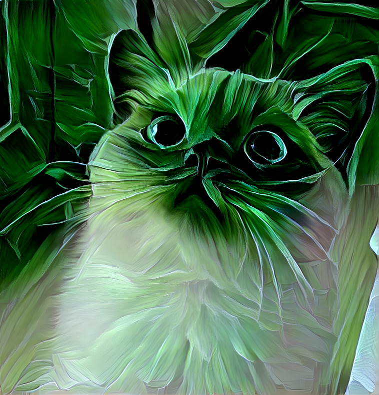 That cute cat black-green screen