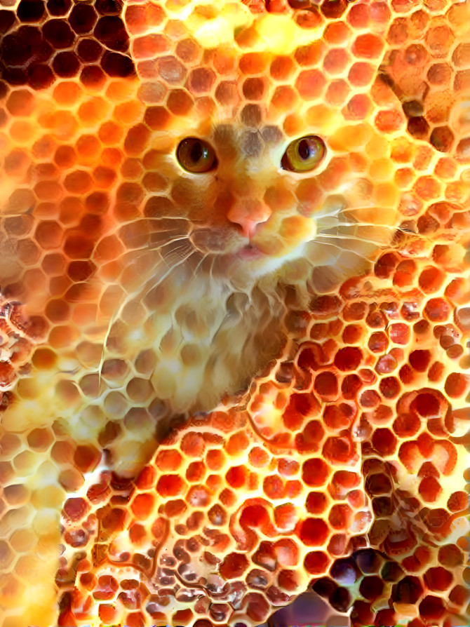 Honeycomb cat