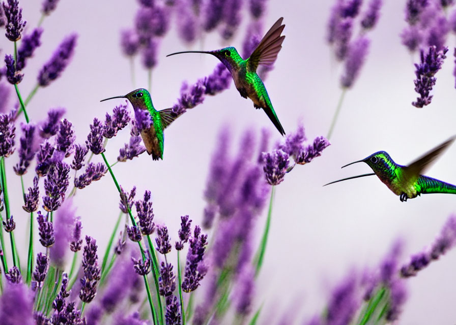 Flying hummingbirds amidst purple lavender flowers and soft-focused backdrop.