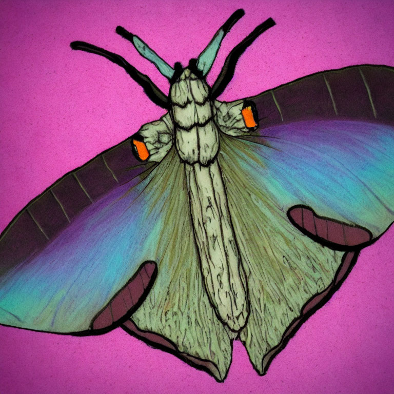 Colorful Moth Illustration on Bright Pink Background