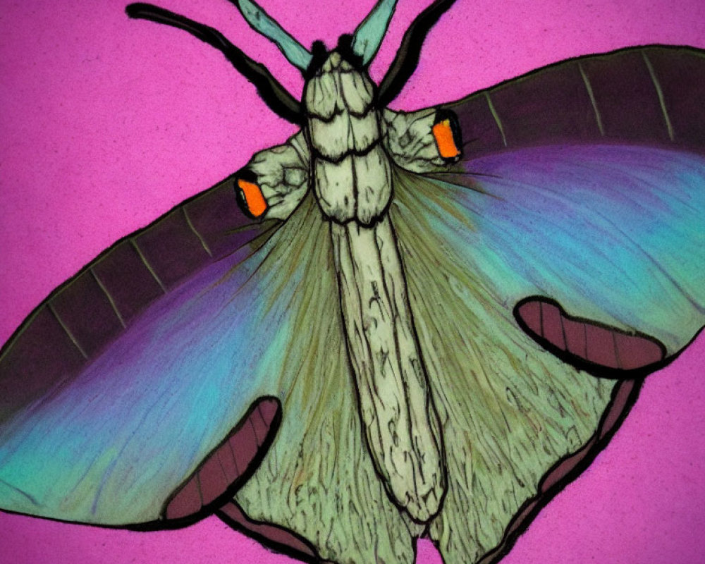 Colorful Moth Illustration on Bright Pink Background