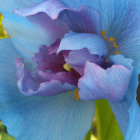 Detailed close-up of delicate blue peony petals surrounding dark purple center and yellow stamens on soft