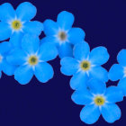 Vibrant blue flowers in digital art against deep blue backdrop