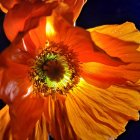 Vibrant orange poppy on deep blue background with intricate textures