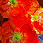 Colorful Orange Poppies with White Stamens on Red and Purple Background