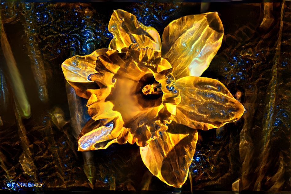 Daffodil for Mother’s Day